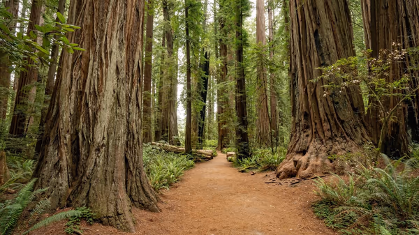 Redwood Park